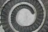 Devonian Ammonite (Anetoceras) With Trilobite Head - Morocco #99952-1